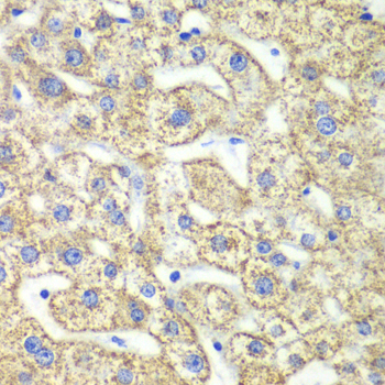 GLUD2 antibody