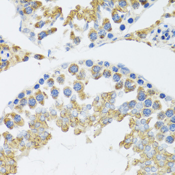 POLG2 antibody