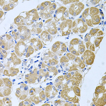 STRN3 antibody