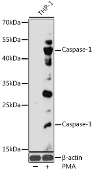 CASP1 Antibody