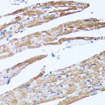 Caspase3 Polyclonal Antibody