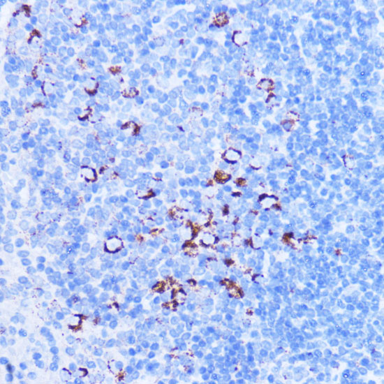 SHMT2 Antibody