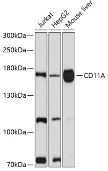 ITGAL Antibody