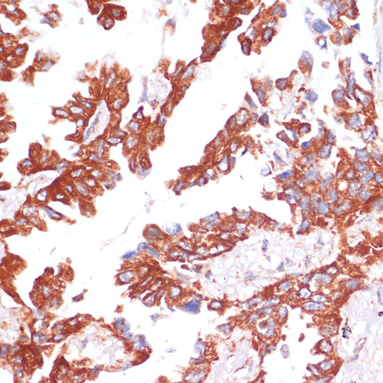 CASP9 antibody