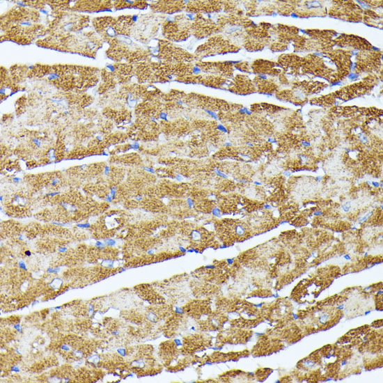 TRAP1 antibody