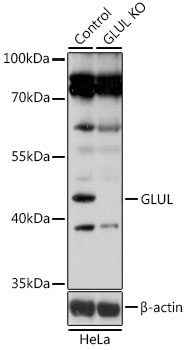 GLUL Antibody