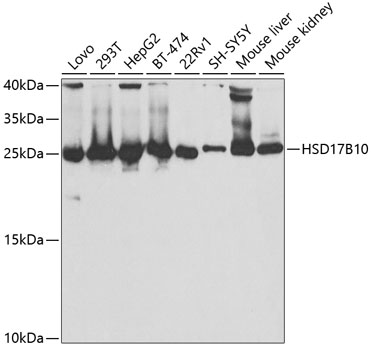 HSD17B10 Antibody