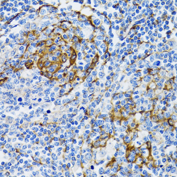 PGRMC1 Antibody