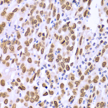 LMNA Antibody