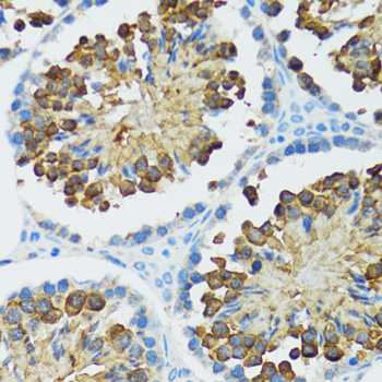 Caspase3 Polyclonal Antibody