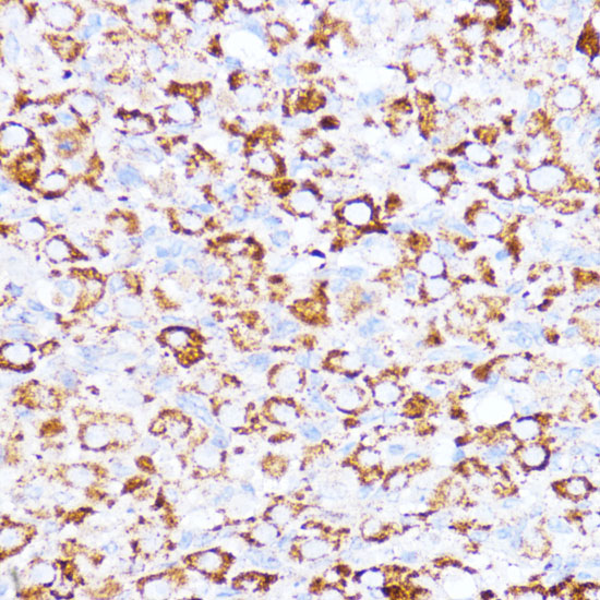 ACAT1 Antibody