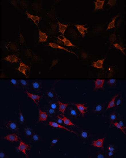 HSPA1A Antibody