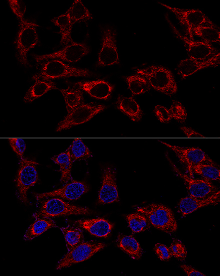 AIFM1 Antibody