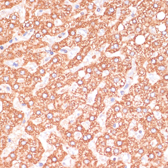 CASP9 antibody