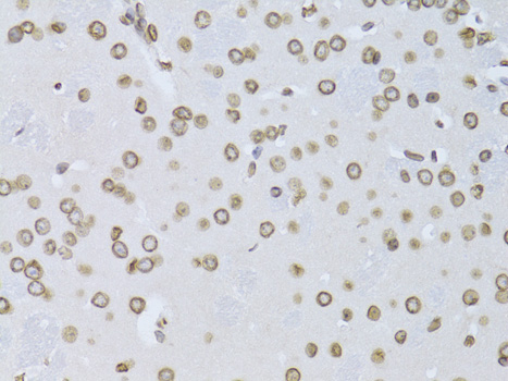 LMNB2 antibody