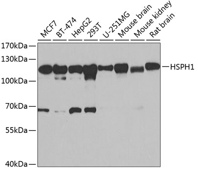 HSPH1 antibody