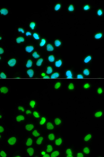 LMNA Antibody