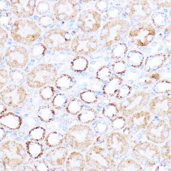 ACAT1 Antibody