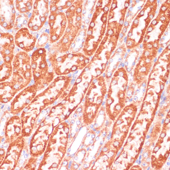 CASP9 antibody