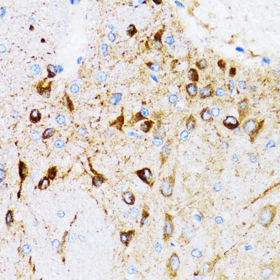 PGRMC1 Antibody