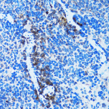 Caspase3 Polyclonal Antibody