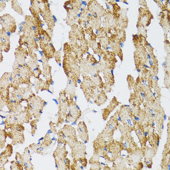 Caspase3 Polyclonal Antibody