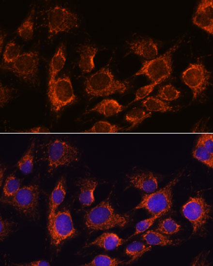 AIFM1 Antibody