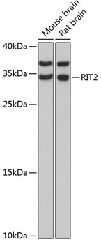 RIT2 Polyclonal Antibody