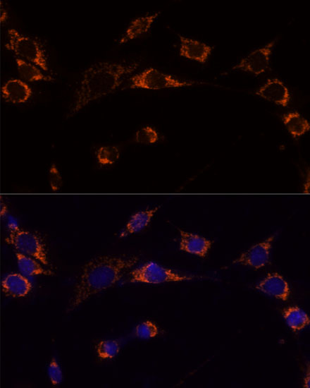 PRDX3 antibody