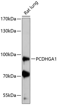 PCDHGA1 Polyclonal Antibody