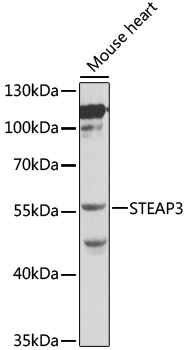 STEAP3 Antibody