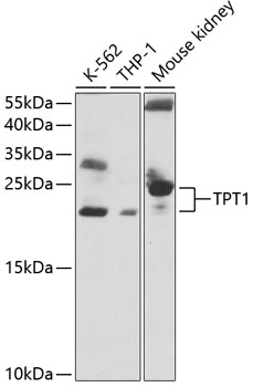 TPT1 Antibody