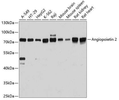 ANGPT2 Antibody