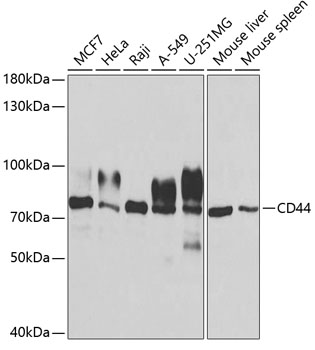 CD44 Antibody