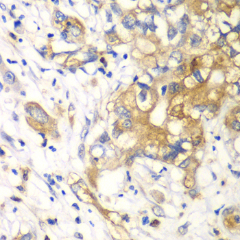 KLK10 antibody