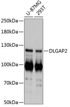 DLGAP2 Polyclonal Antibody