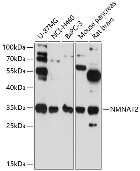 NMNAT2 Polyclonal Antibody