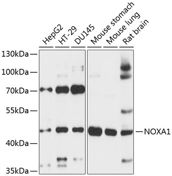 NOXA1 Polyclonal Antibody