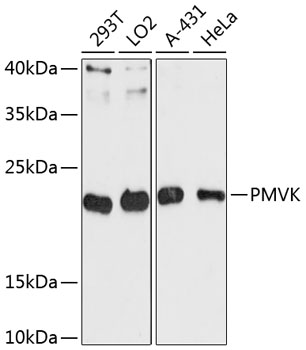PMVK Polyclonal Antibody