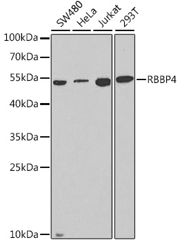 RBBP4 Antibody