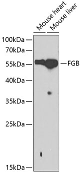 FGB Antibody