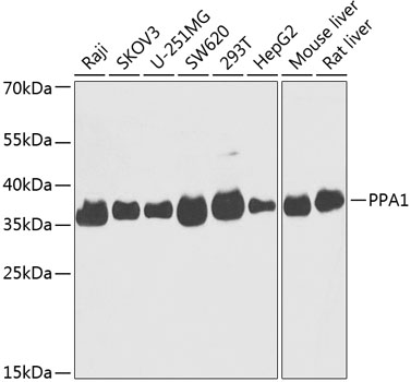 PPA1 Antibody