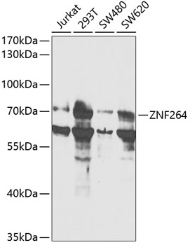 ZNF264 Polyclonal Antibody