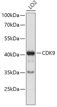 CDK9 Antibody