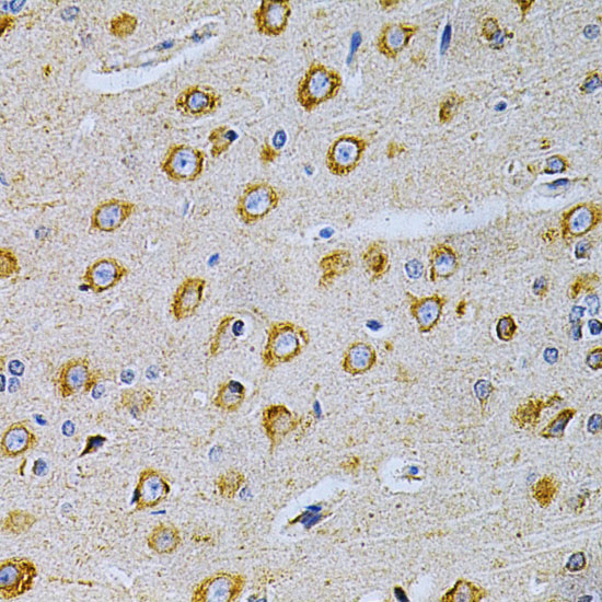 OLR1 Antibody