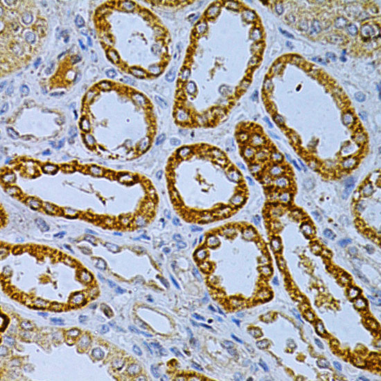 OLR1 Antibody