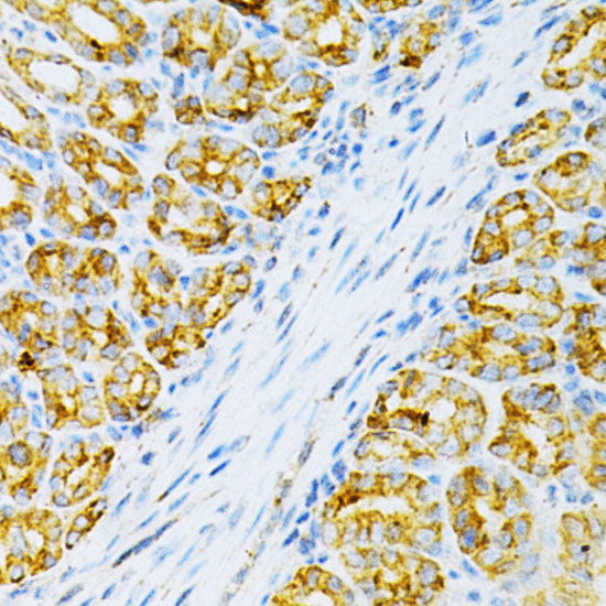 OLR1 Antibody