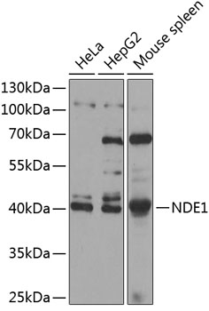 NDE1 Polyclonal Antibody