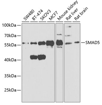 SMAD5 Antibody