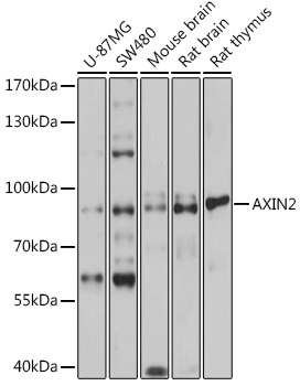 AXIN2 Antibody